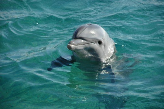Pohlednice delfin 001  - 
