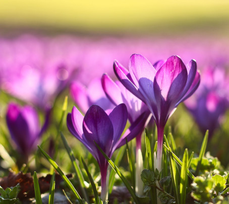 Pohlednice -  fialova jar 