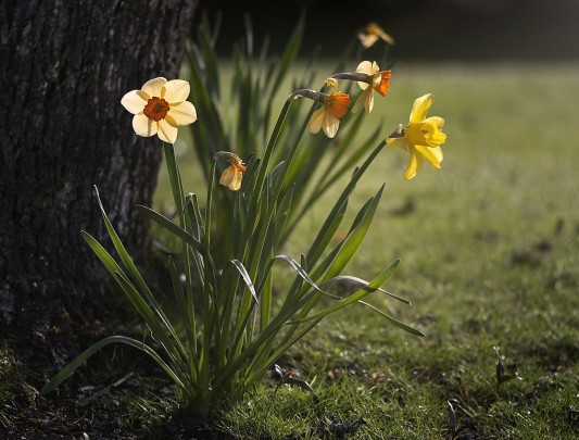 Pohlednice jar narcisy slnko  - 