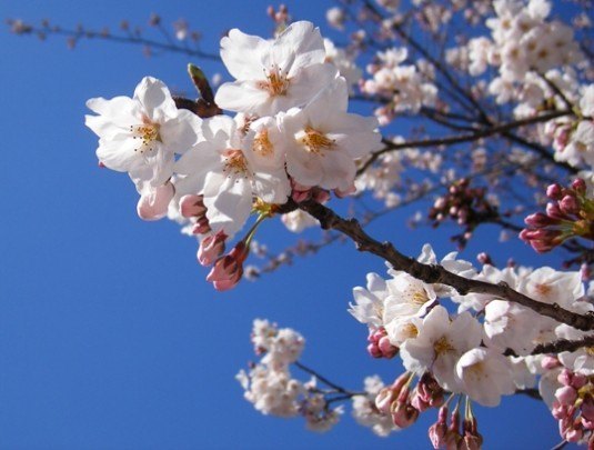 Pohlednice -  jar sakura ceresna 