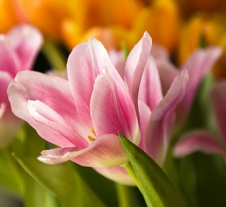 Pohľadnica jar tulipan 039  - 