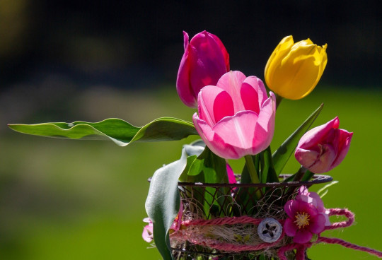 Pohľadnica -  jarne tulipany 