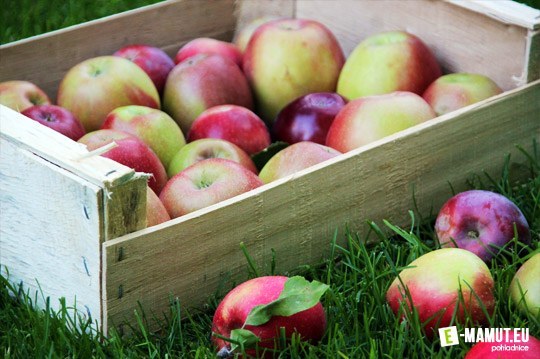 Postcard -  jesen uroda rocne obdobia ovocie jablka 01 
