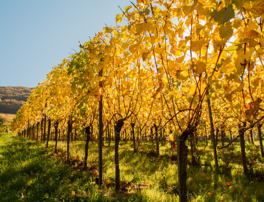 Pohľadnica -  jesen vinohrady 