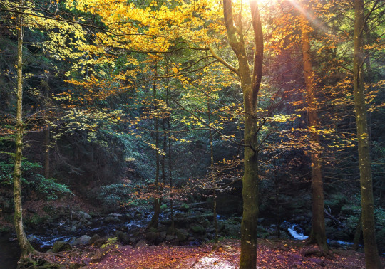 Pohľadnica jesenny les  - 