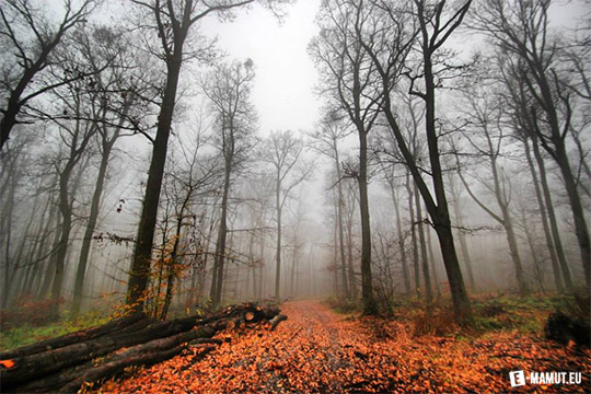 Pohľadnica jesenny les hmla listy  - 