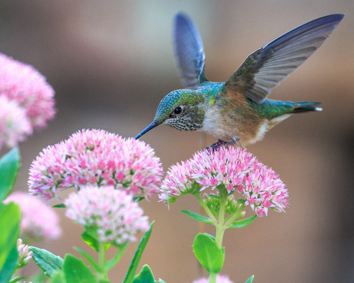 Pohľadnica -  kolibrik 