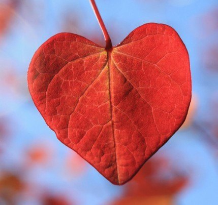 Pohlednice -  láska jesen z lásky priroda1 