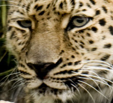 Postcard -  leopard selmy 06 