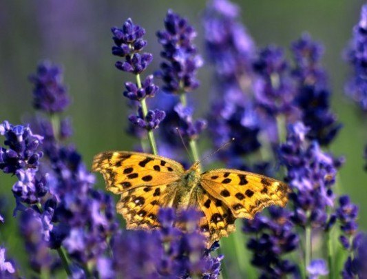  - Pohľadnica levandula motyl leto 