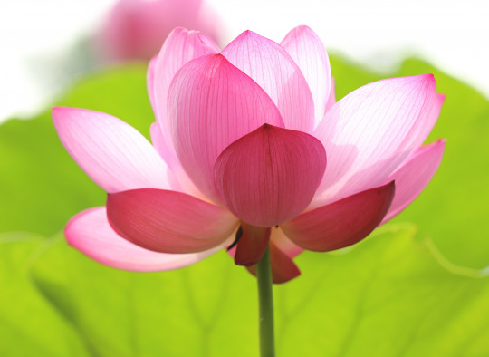 Pohľadnica lotos lalia  - 