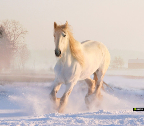 Postcard na bielom koni  - 