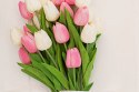 nezne_tulipany_.jpg