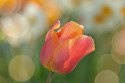 nezny_tulipan.jpg