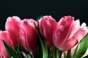 tulipan_012.jpg