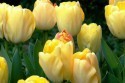 tulipan_023.jpg