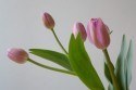 tulipan_027.jpg