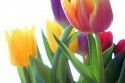 tulipan_028.jpg