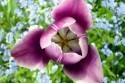tulipan_035.jpg