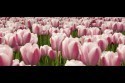 tulipan_036.jpg