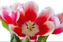 tulipan_038.jpg