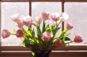 tulipany_jarne-slnko.jpg