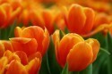tulipany_oranzova.jpg