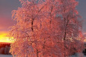 zimne_stromy.jpg