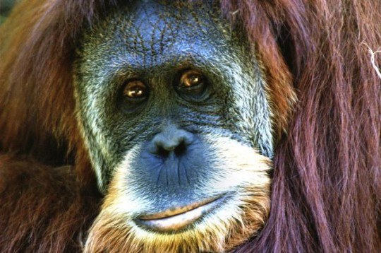 Pohľadnica -  opica 002 