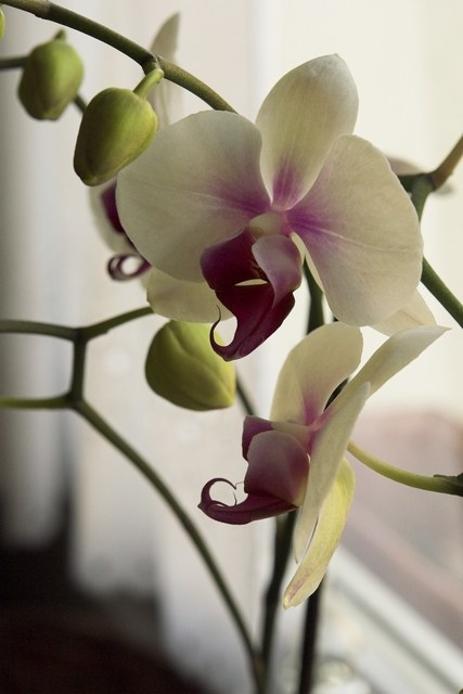 Pohľadnica -  orchidea 001 