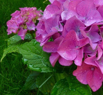 Pohľadnica -  priroda kvety hortenzia 