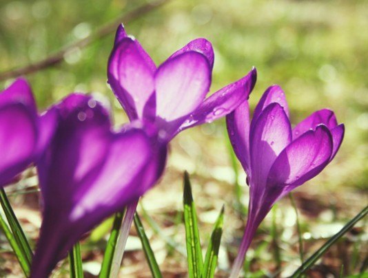 Pohľadnica -  priroda pohľadnica jar kvety luka 