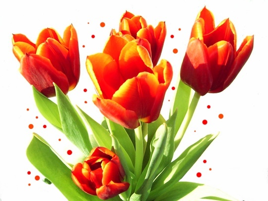 Postcard -  priroda pohľadnica jar kvety tulipany 