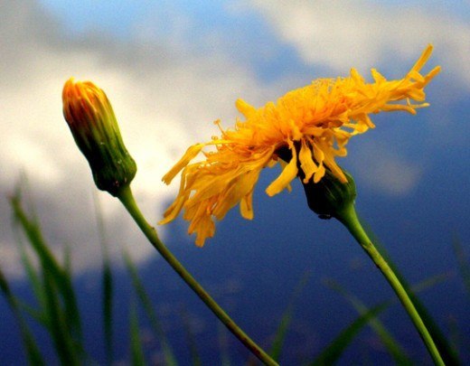 Pohlednice -  pupava luka lucne kvety 004 