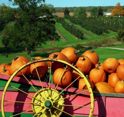 Postcard -  tekvice jesen oranzova 