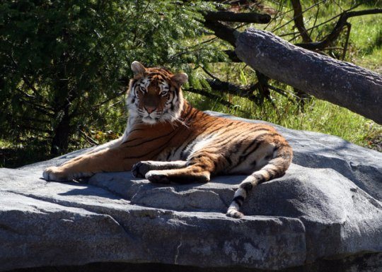 Postcard tiger selmy 17  - 