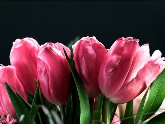  - Pohľadnica tulipan 012 