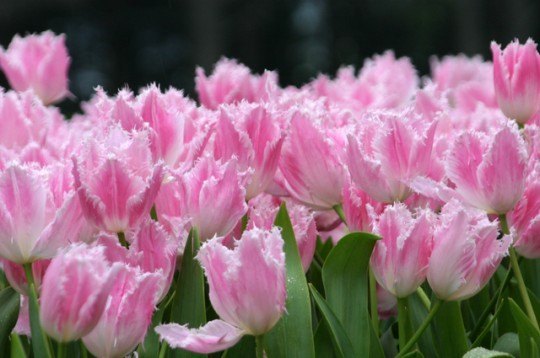 Pohľadnica -  tulipan 013 