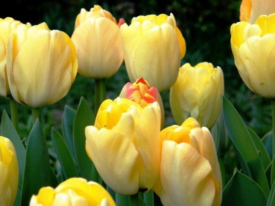 Pohľadnica tulipan 023  - 