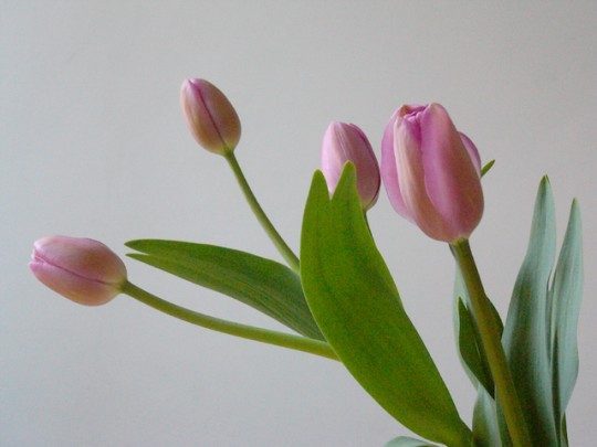 Pohľadnica -  tulipan 027 