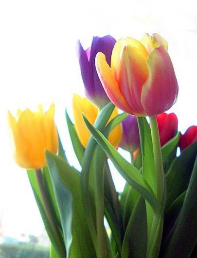  - Pohľadnica tulipan 028 