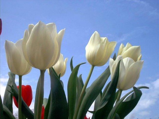 Pohľadnica tulipan 033  - 