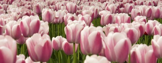 Pohľadnica tulipan 036  - 