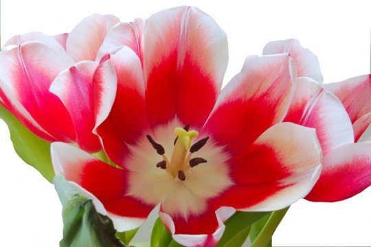 Pohľadnica -  tulipan 038 