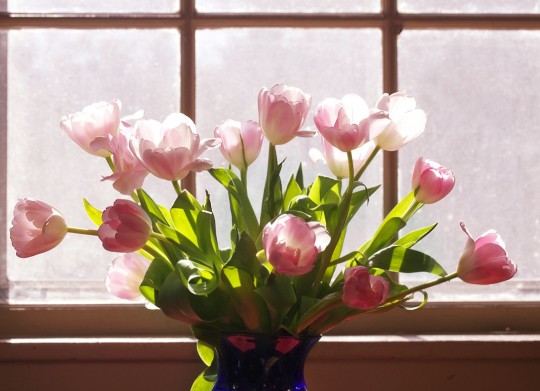 Postcard tulipany jarne slnko  - 