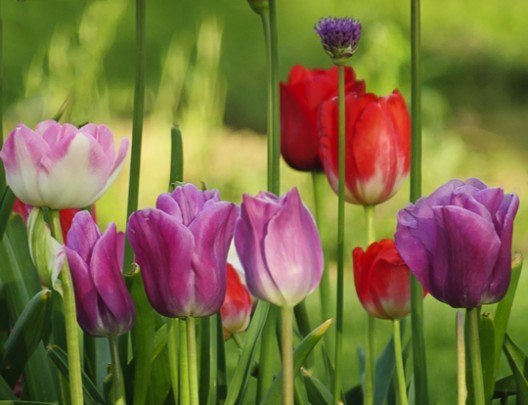 Pohlednice -  tulipany kytica jar 