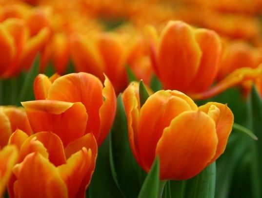Pohlednice -  tulipany oranzova 