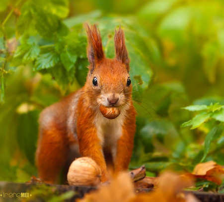 Pohľadnica -  vevericka jesen 