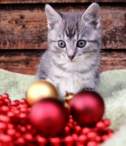 Pohľadnica Vianoce maciatko  - 