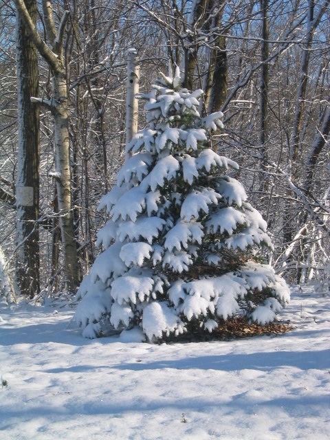 Pohľadnica vianocny stromcek 005  - 
